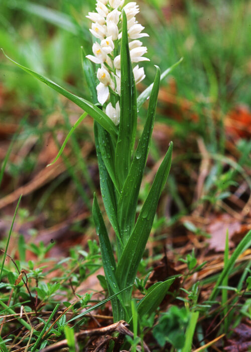 longifolia (2) longifolia (2)